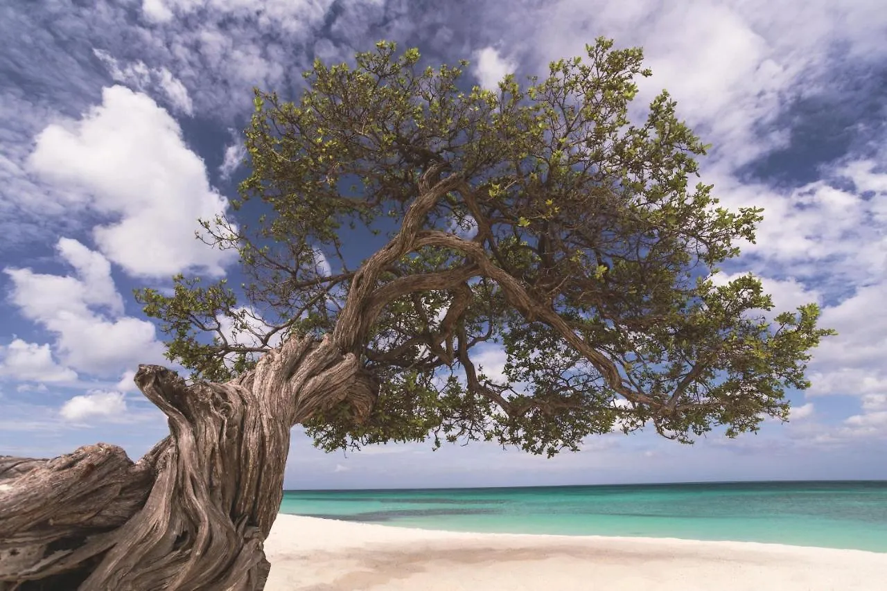 The Ritz-Carlton, Aruba Hotel Palm Beach